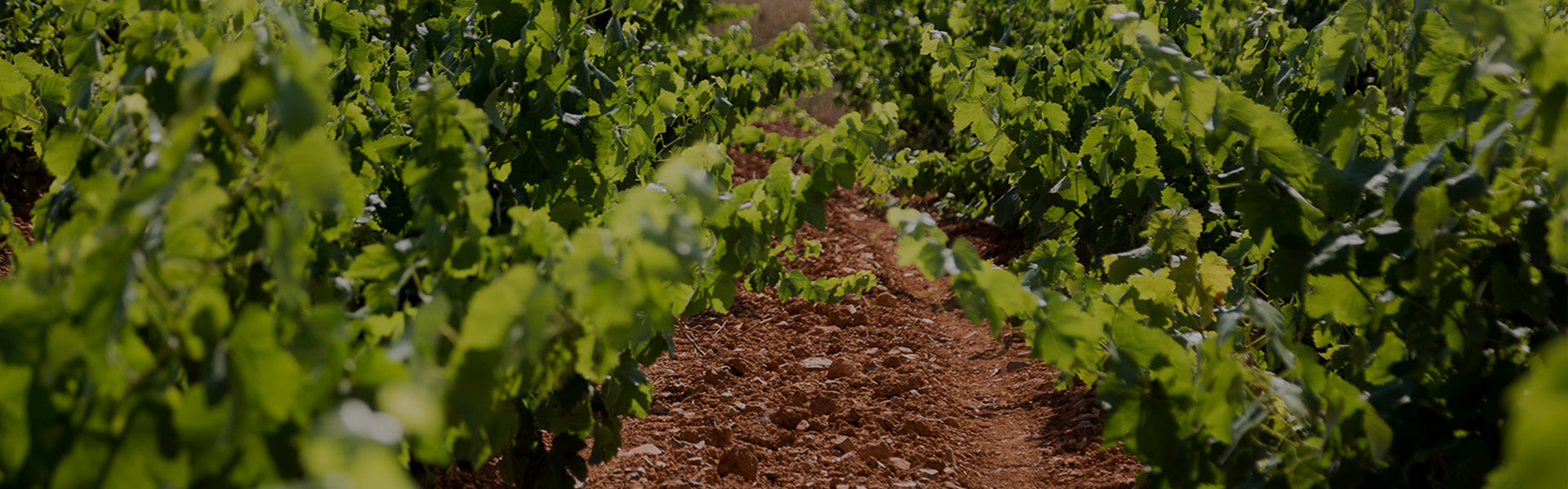 Vineyards of Cariñena