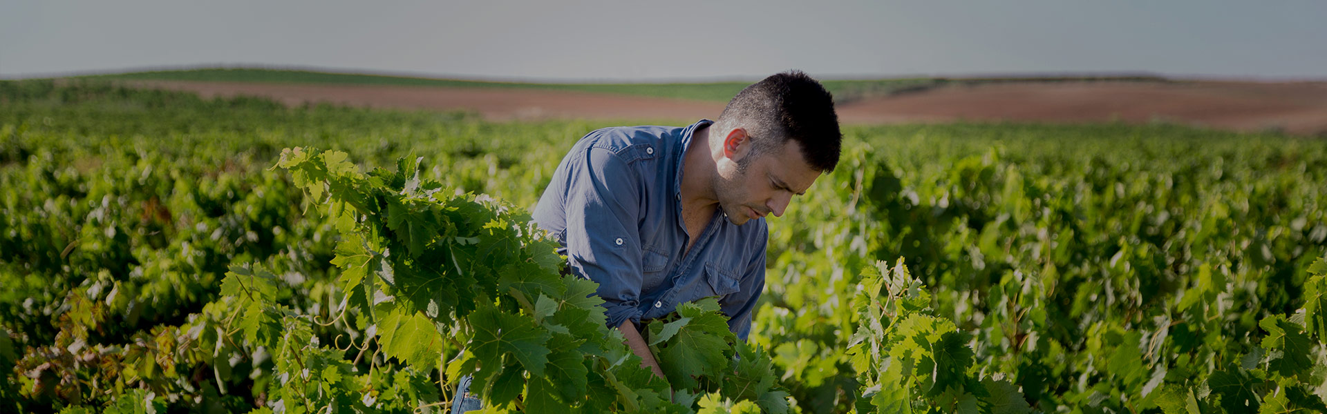 Viticultor de Grandes Vinos en Cariñena