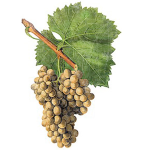 Uva garnacha blanca