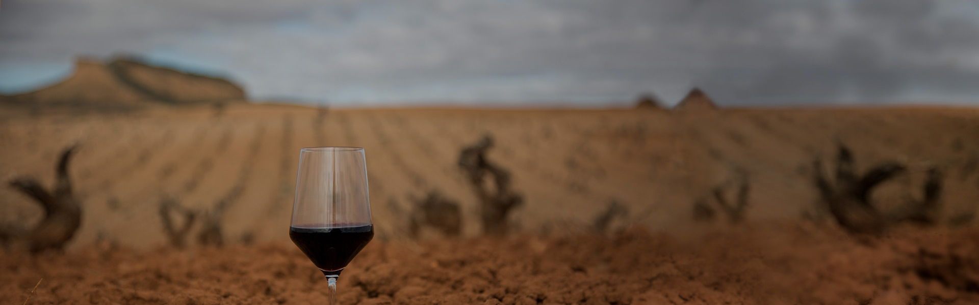 Viñedos de Cariñena en invierno