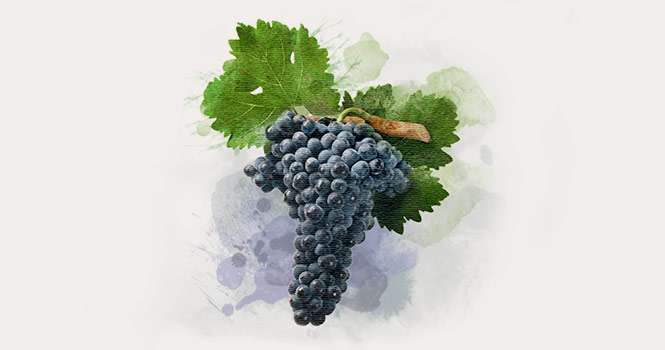 Variedad tempranillo