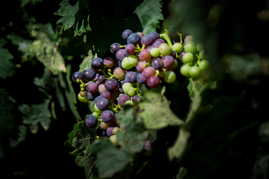 Uva de varieda Cariñena