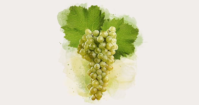 Chardonnay variety