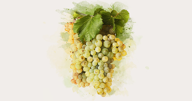 White Garnacha variety
