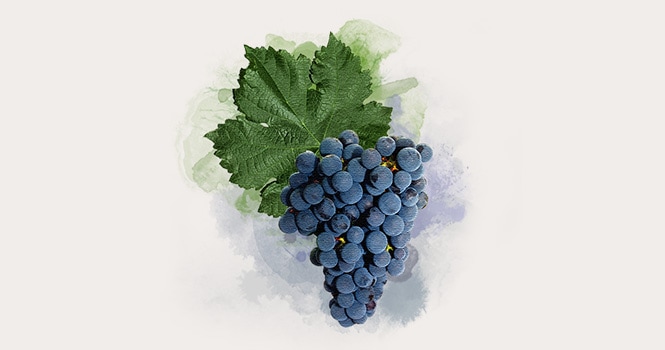 Merlot variety