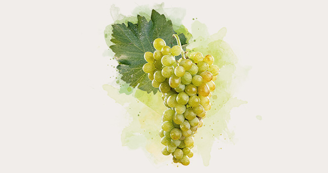 Muscat variety from Alexandria