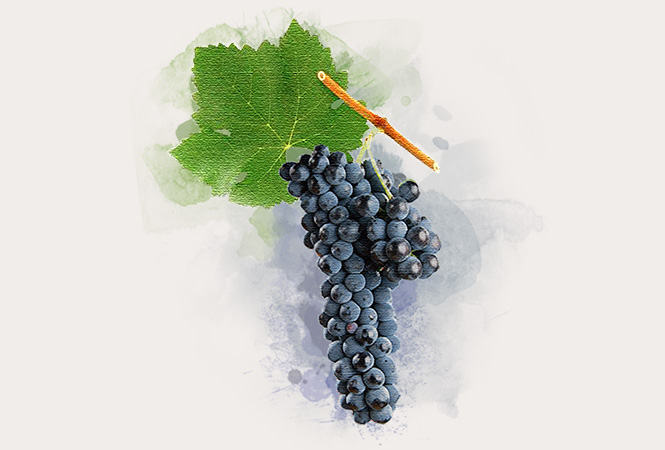 Variedad syrah