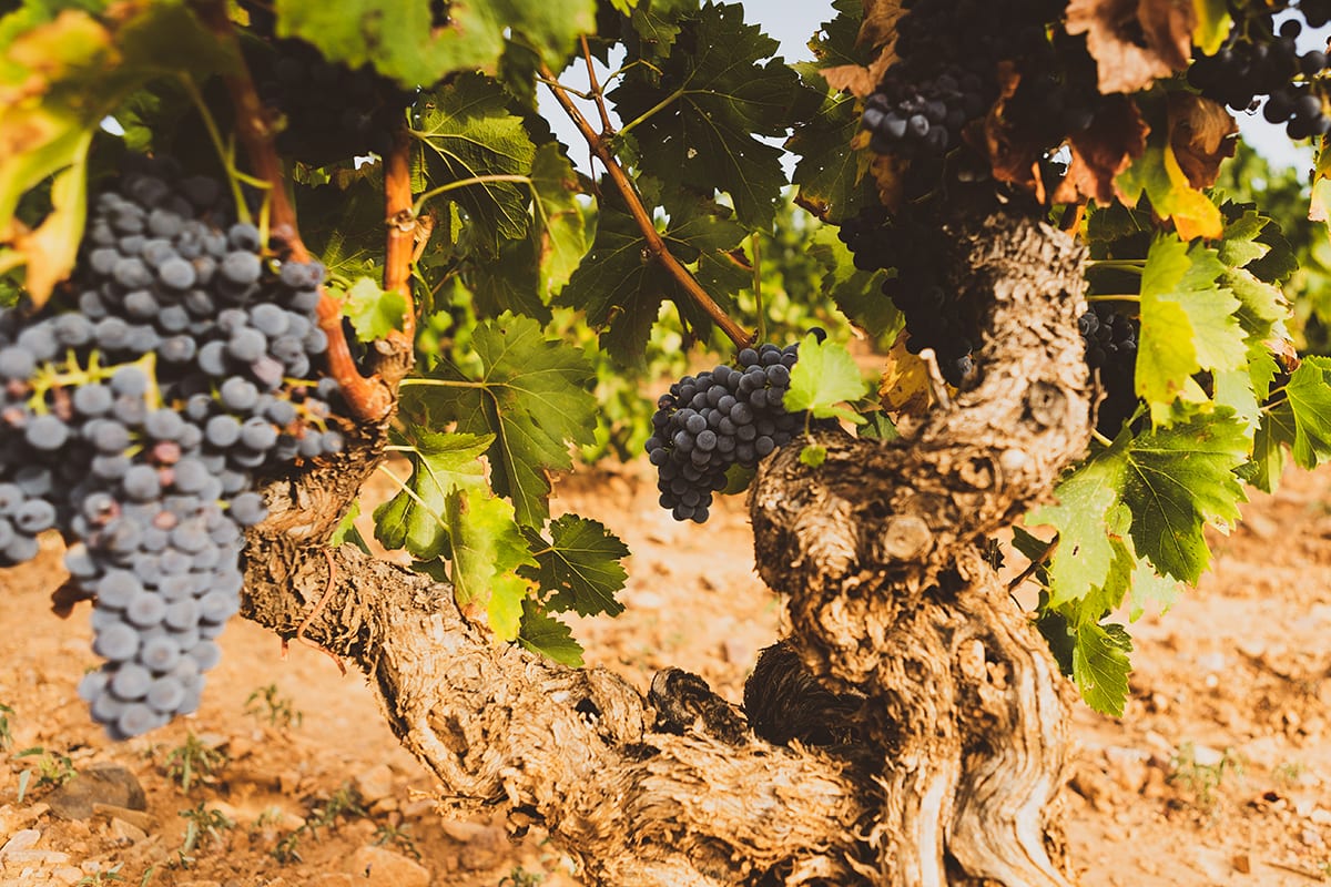 Qué es la uva garnacha
