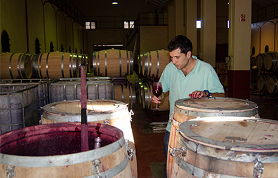 Qué hace un enólogo en la bodega